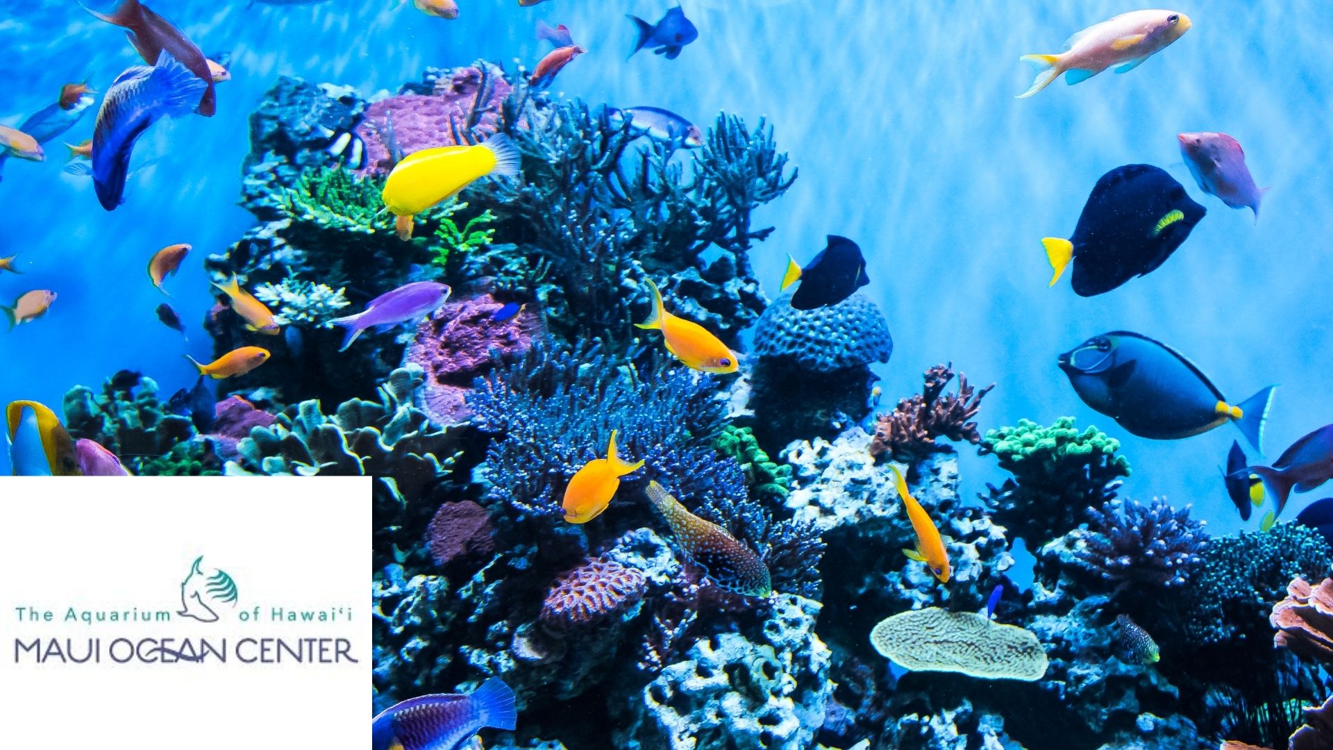 Aquarium Adventure image