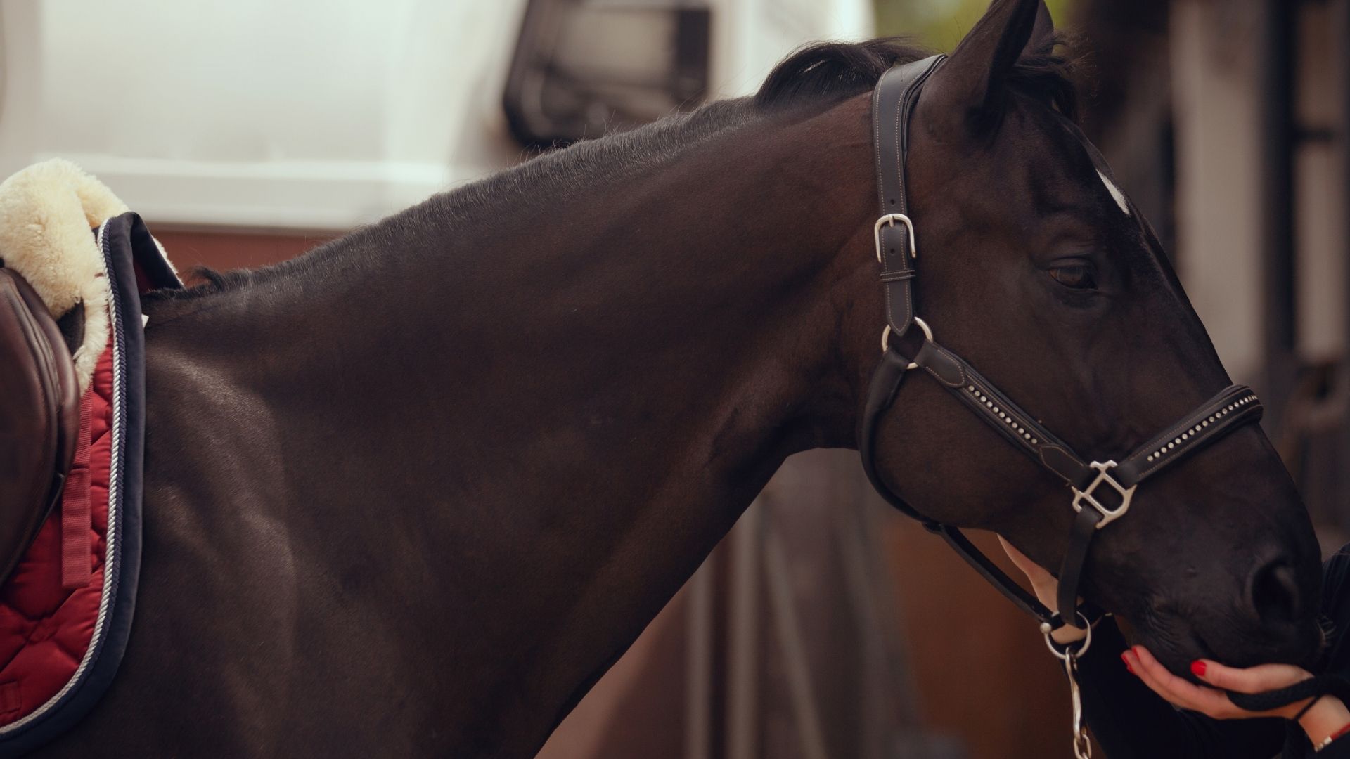 Equestrian Adventures image