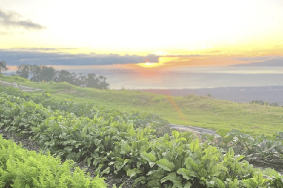 Farm to Table w/ morning Yoga image